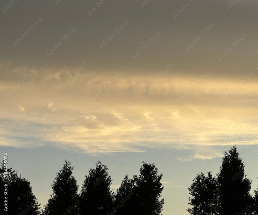 sunset in the forest