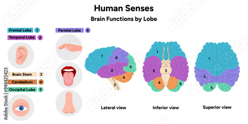 Hand drawn 5 human senses infographic. Brain functions by lobe