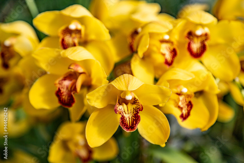 yellow orchid flower