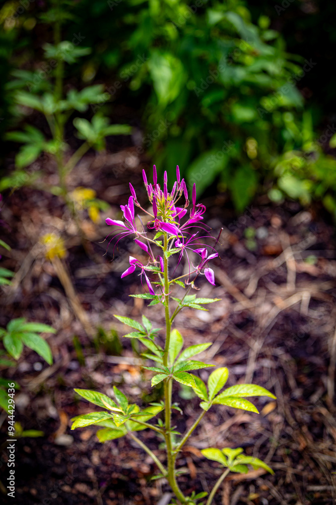 flowers in the botanical garden flowers in the botanical garden