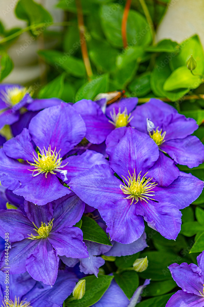flowers in the garden flowers in the garden