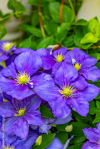 flowers in the garden