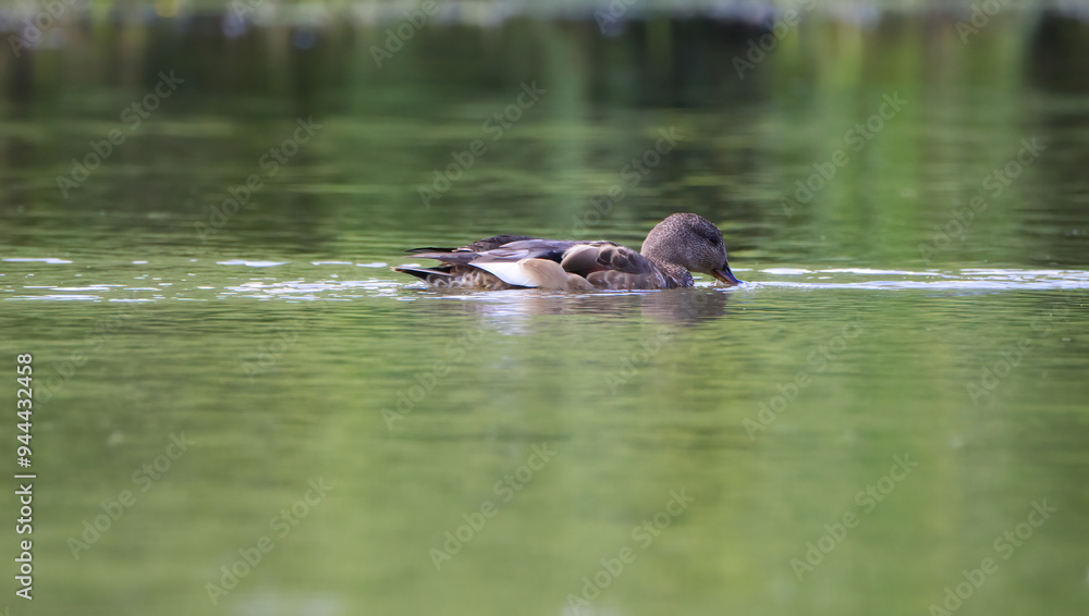 Gadwall in water, Gadwall diving in water, Sweet duck in lake, Duck with beak under water Gadwall in water, Gadwall diving in water, Sweet duck in lake, Duck with beak under water