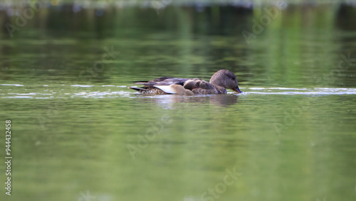 Gadwall in water, Gadwall diving in water, Sweet duck in lake, Duck with beak under water