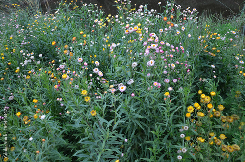 Multi colored cosmos flowers in a garden photo