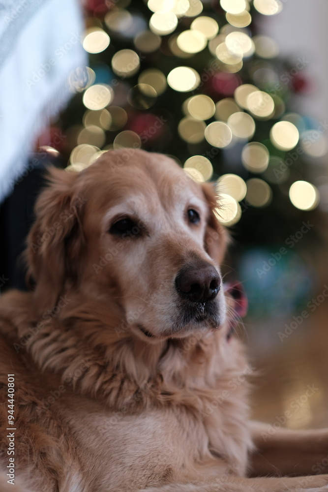 Golden Retriever laying in front of Christmas Tree lights during Christmas time Golden Retriever laying in front of Christmas Tree lights during Christmas time