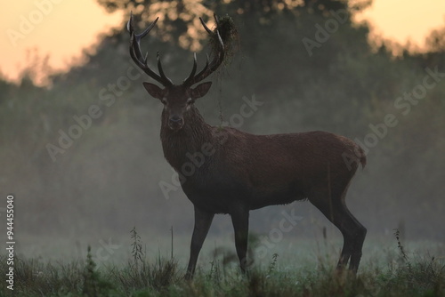 Fototapeta Naklejka Na Ścianę i Meble -  Portret jelenia o wschodzie słońca z trawami w porożu.