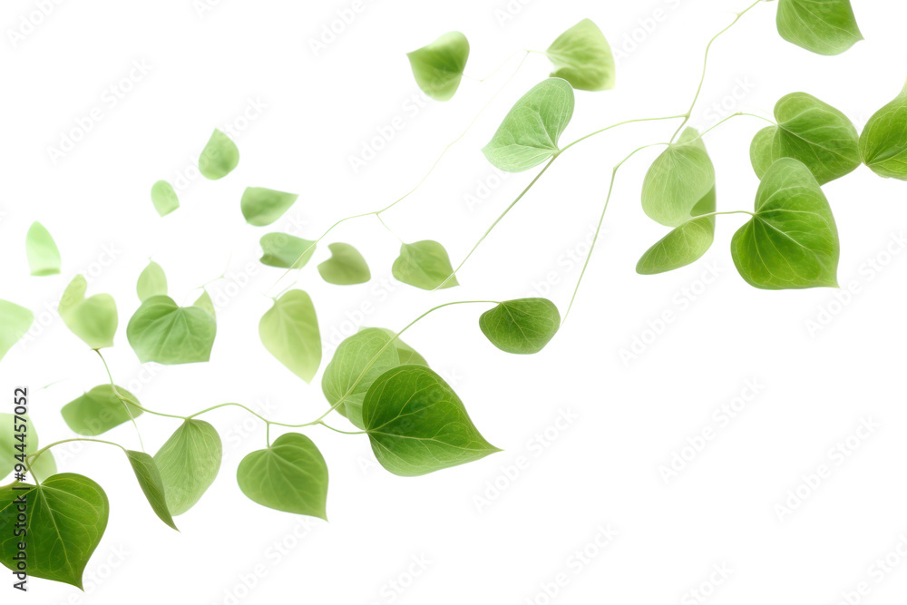 Obraz premium PNG Green leaves backgrounds plant leaf.