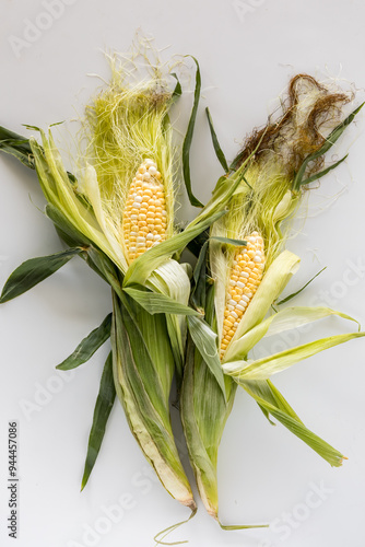 Freshly picked ears of corn with the husks peeled back exposing the kernels. photo