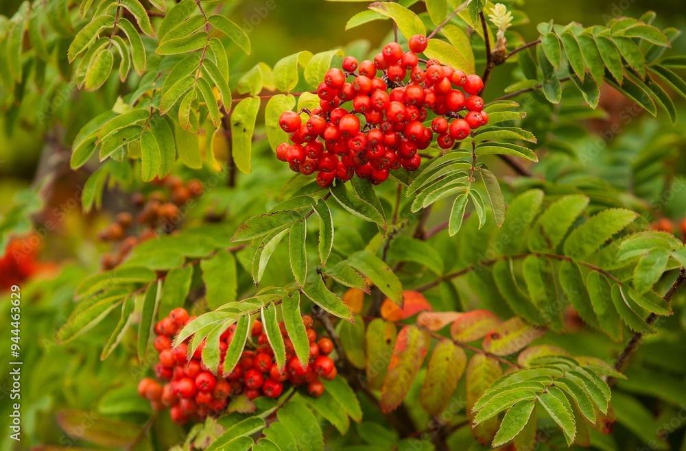 A mountain ash bush with leaves and berries in Juneau alaska A mountain ash bush with leaves and berries in Juneau alaska