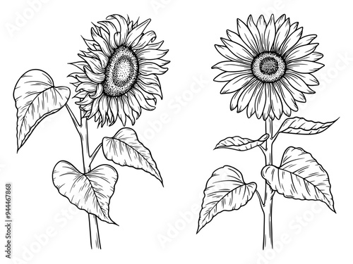 Vector sunflower illustrations set in line art style. Graphic monochrome drawing. Hand drawn floral outline sketch, engraved illustration. Design element for coloring book, tattoo, logo, icon, label.