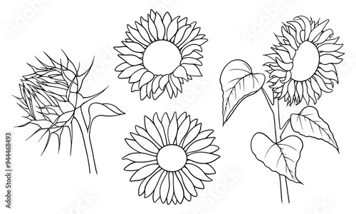 Vector sunflower illustrations set in line art style. Graphic monochrome drawing. Hand drawn floral outline sketch, engraved illustration. Design element for coloring book, tattoo, logo, icon, label.