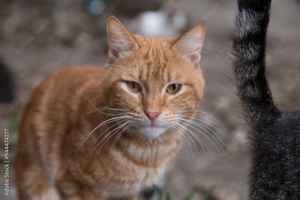 don't appear to be at first glance, on closer inspection you'll notice spots, whirls or stripes on their coat. You may find ginger cats . cute ginger cat sitting and looking at the camera . don't appear to be at first glance, on closer inspection you'll notice spots, whirls or stripes on their coat. You may find ginger cats . cute ginger cat sitting and looking at the camera .
