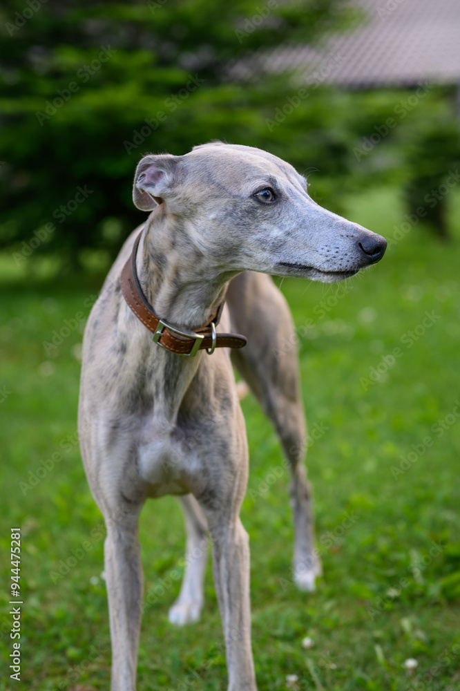 Dog whippet gray outside on the lawn.
Dog whippet gray outside on the lawn.