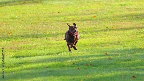 A slow motion shot of a Labrador Retriever running to fetching a practice dummy.