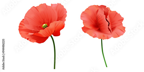 Fototapeta Czerwone mak - letnie polne kwiaty. Ręcznie rysowana botaniczna ilustracja. 