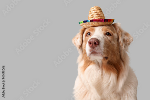 Funny dog in sombrero hat o...