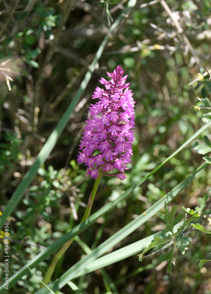Spring bloom of a wild orchid (lat.- Anacamptis pyramidalis) Spring bloom of a wild orchid (lat.- Anacamptis pyramidalis)