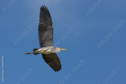 Grey Heron