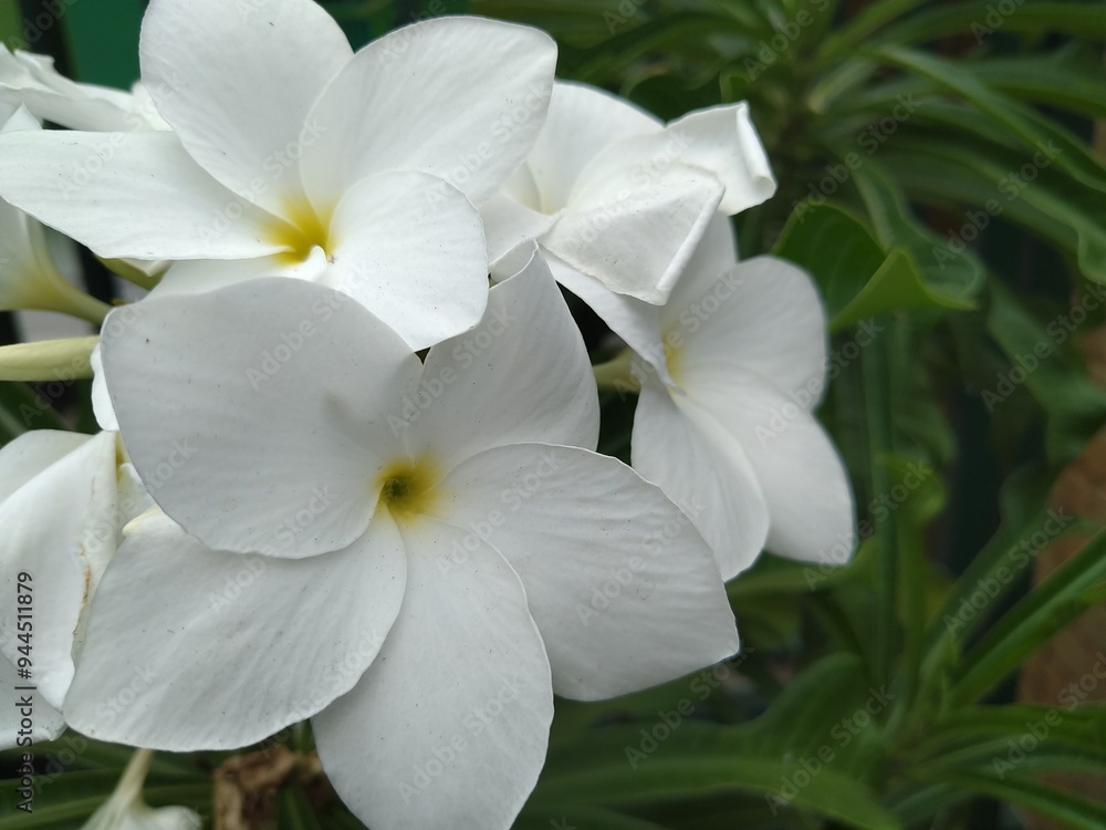 White Pagoda Flower 1
White Pagoda Flower close up White Pagoda Flower 1
White Pagoda Flower close up