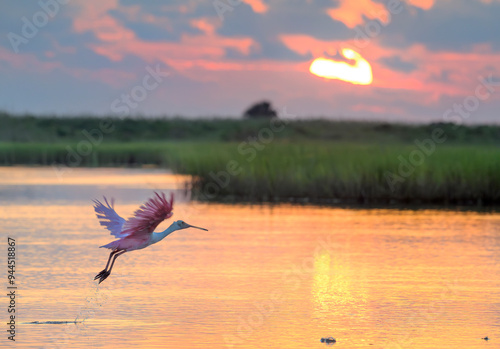 Roseate spoonbill (Platalea ajaja) flying towards the rising sun in coastal wetlands, Galveston, Texas, USA.