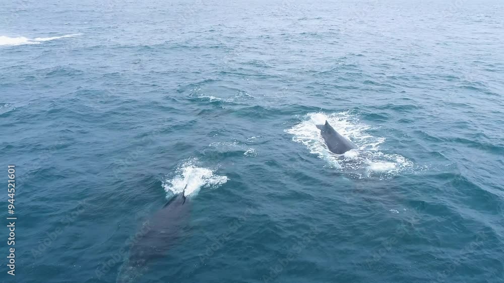 Playful Whales Breaching and rolling in Ocean 4K Playful Whales Breaching and rolling in Ocean 4K