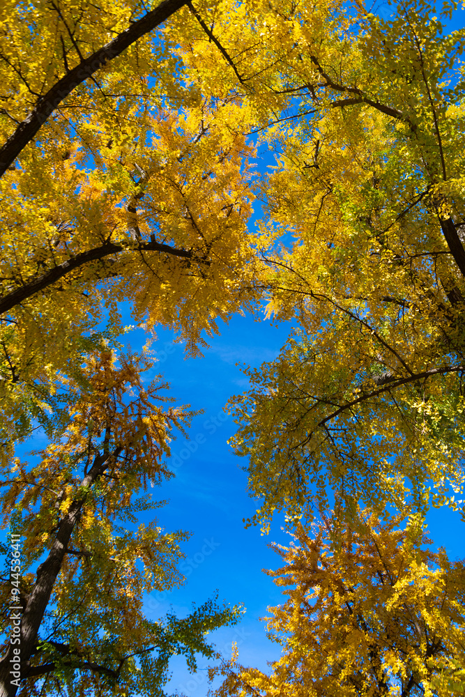 Autumn background landscape. Yellow color foliage in fall forest. Autumn nature scene. Forest tree top. Tree top in autumn. Tree in the fall forest. Beauty of nature. Rustling leaves