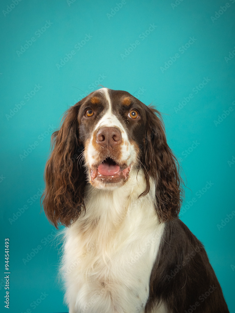 Springer spaniel portrait on Turquoise background Springer spaniel portrait on Turquoise background