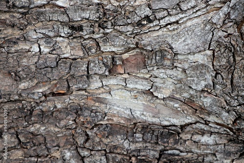 texture bark of a tree