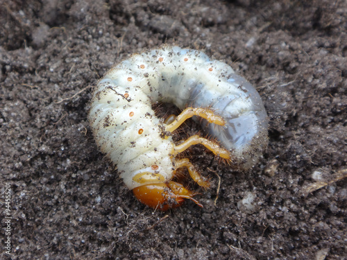 The common cockchafer, also known as May bug or May beetle, (Melolontha melolontha) grub in upturned soil