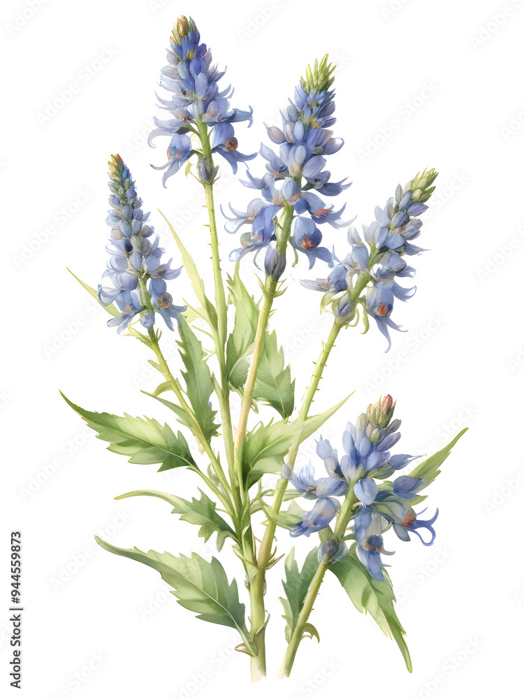 Naklejka premium Bugloss Watercolor Flower Plant Nature Art