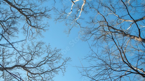 Looking Up Through Bare Branches at the Sky. photo