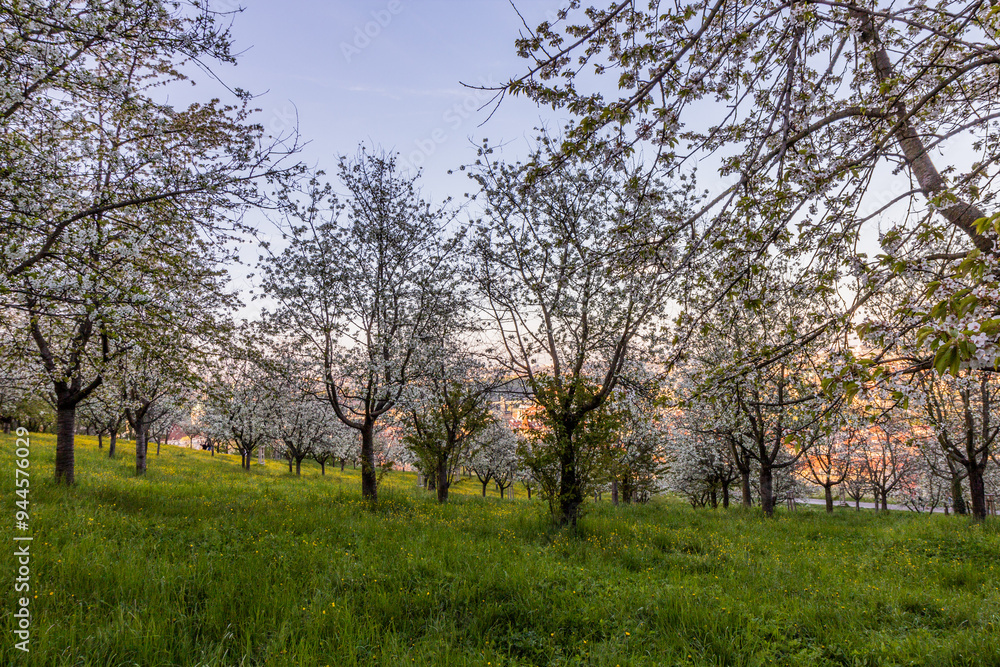 Flowering trees on Petrin hill in Prague, Czech Republic Flowering trees on Petrin hill in Prague, Czech Republic