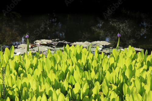 Photography Green Pickerelweed (Pontederia cordata) leaves backlit by sun at pond