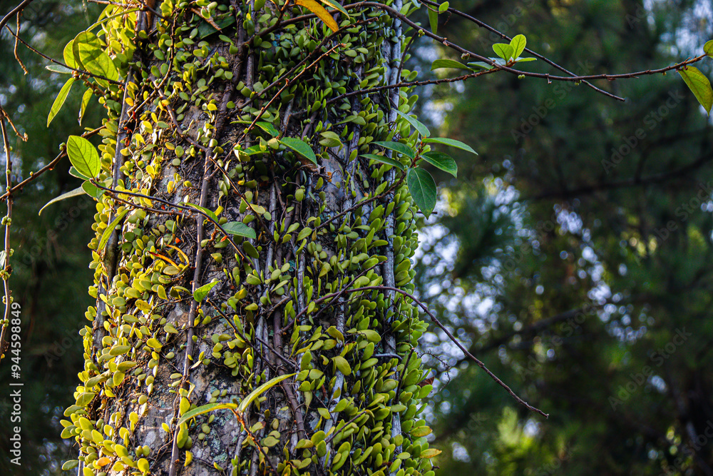 Detailed close-up of a tree trunk wrapped in small green vines, highlighting the natural textures and vibrant plant life. Ideal for nature and background themes Detailed close-up of a tree trunk wrapped in small green vines, highlighting the natural textures and vibrant plant life. Ideal for nature and background themes