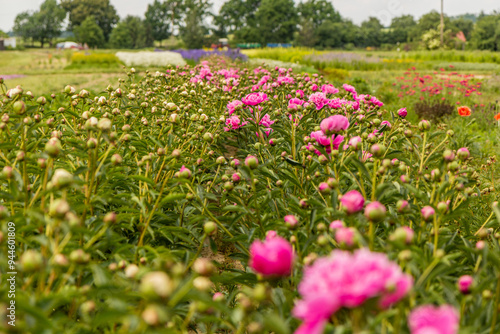 Flower fields of a garden centre in Markvartice village, Czechia photo