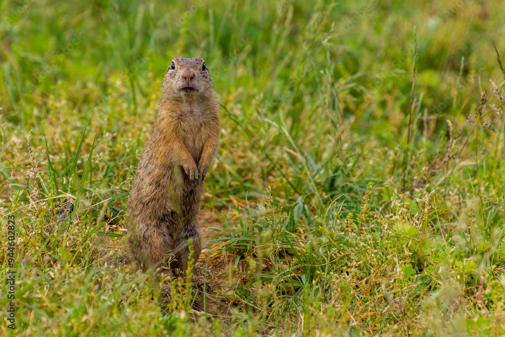 Fototapeta premium European ground squirrel (Spermophilus citellus) in the protected area Radouc in Mlada Boleslav city, Czech Republic