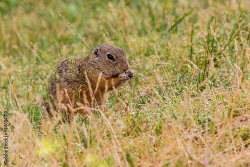 European ground squirrel (Spermophilus citellus) in the protected area Radouc in Mlada Boleslav city, Czech Republic