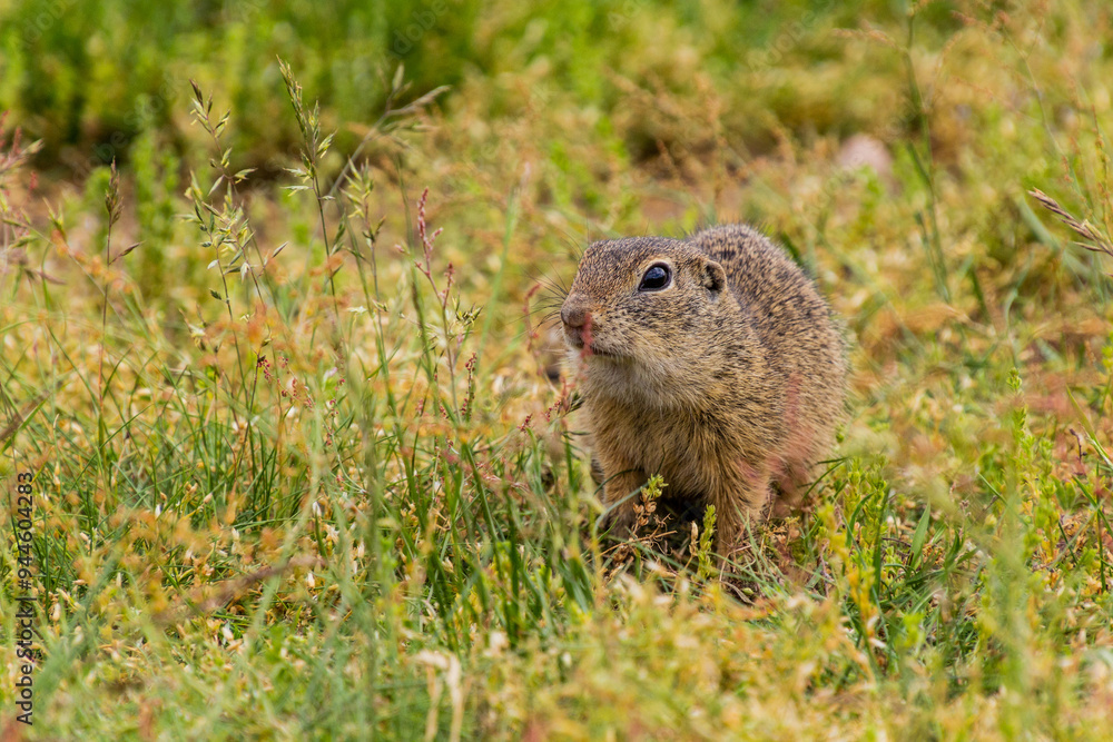 European ground squirrel (Spermophilus citellus) in the protected area Radouc in Mlada Boleslav city, Czech Republic European ground squirrel (Spermophilus citellus) in the protected area Radouc in Mlada Boleslav city, Czech Republic