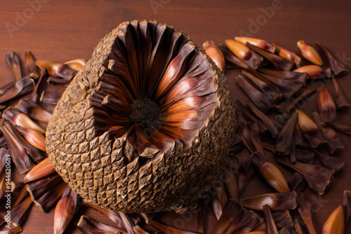 Close pine cone on a wood background. The true fruit of Araucaria and its seeds are pine nuts.