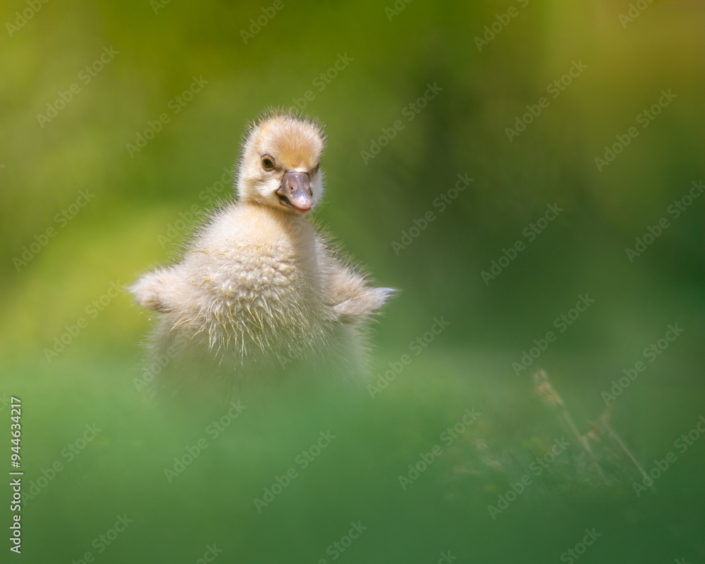 duckling in grass duckling in grass