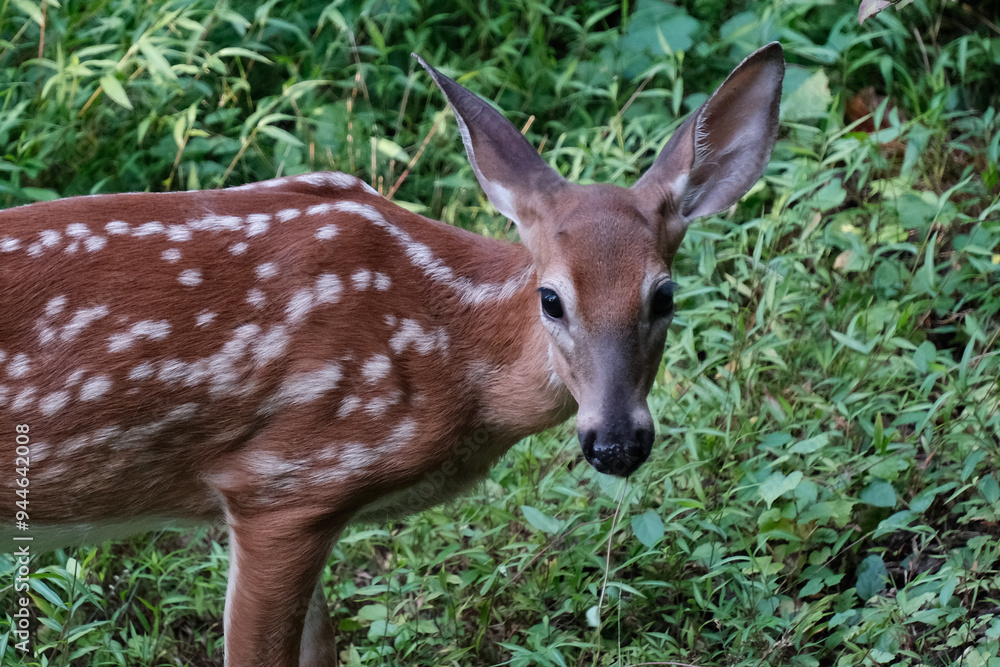 Close-up photo of a fawn in the wild Close-up photo of a fawn in the wild