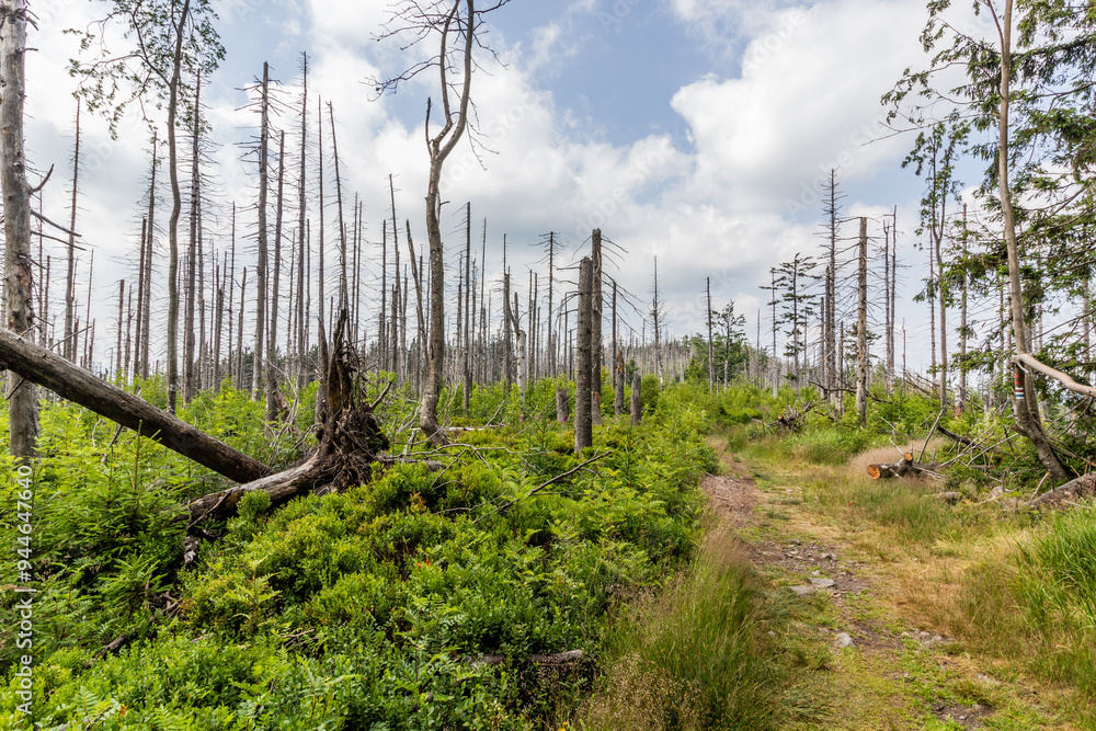 Forest damaged by European spruce bark beetle in Beskydy mountains, Czech Republic Forest damaged by European spruce bark beetle in Beskydy mountains, Czech Republic