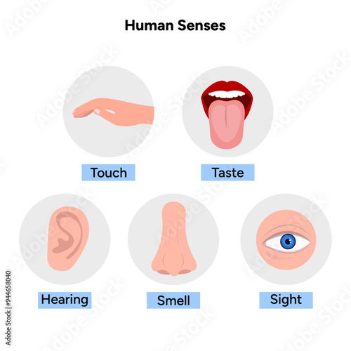 Five Senses With Human Organs Medical illustration
