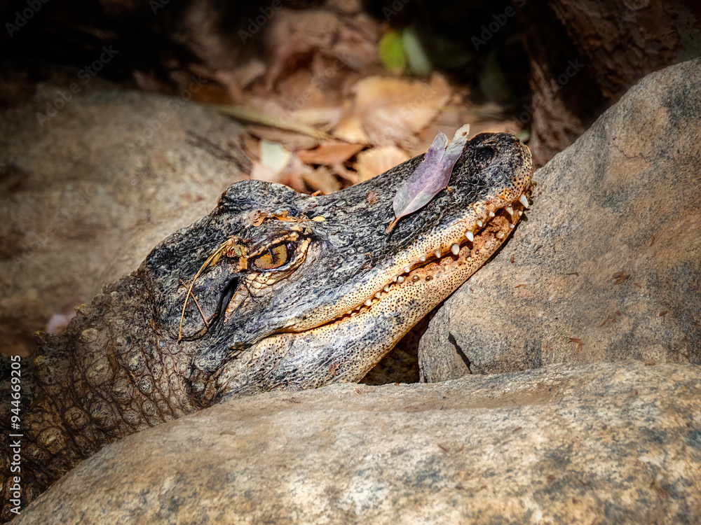 Obraz premium OLYMPUS DIGITAL CAMERA