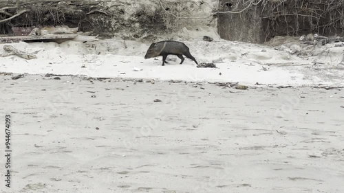 A collard peccary roams along the beach on Isla Tortuga off the coast of Costa Rica.  photo