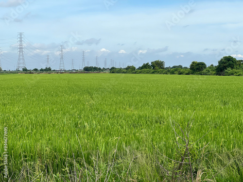 rice field in countryside, thailand