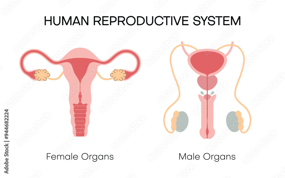 Male and female reproductive system isolated on white background