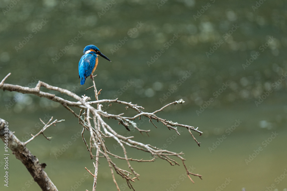 Obraz premium common kingfisher perch on branch in natural habitat