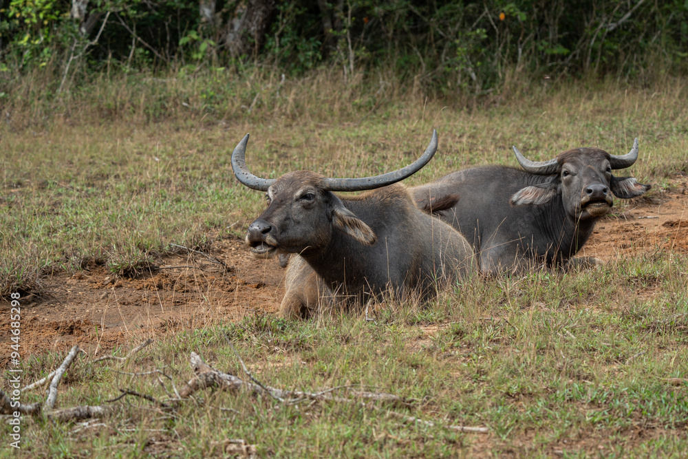 Water Buffalos in the Yala Nationalpark in Sri Lanka Water Buffalos in the Yala Nationalpark in Sri Lanka